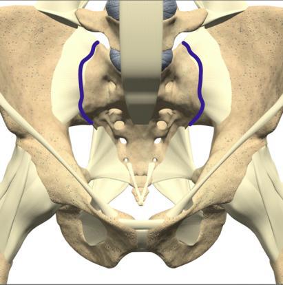 Coccyx Tailbone Pain - Wasatch Pain Solutions