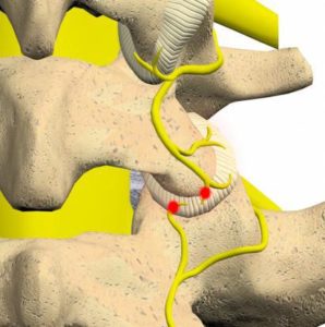 Facet Joint Anatomy